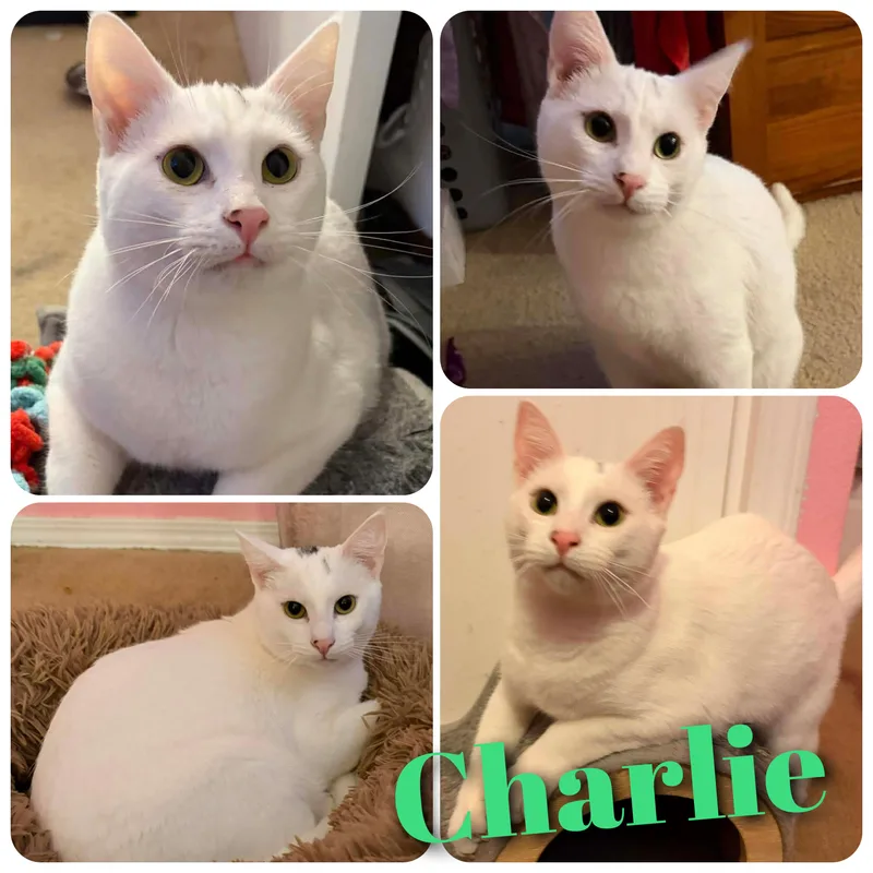 A young small-sized male Domestic Short Hair cat named Charlie for adoption in Hollister, CA