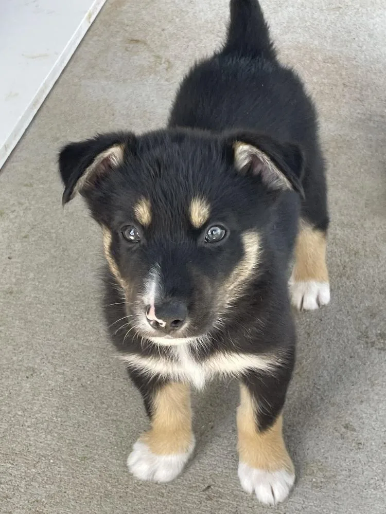 A baby medium-sized male Australian Shepherd dog named Jonathon for adoption in Bolivar, MO