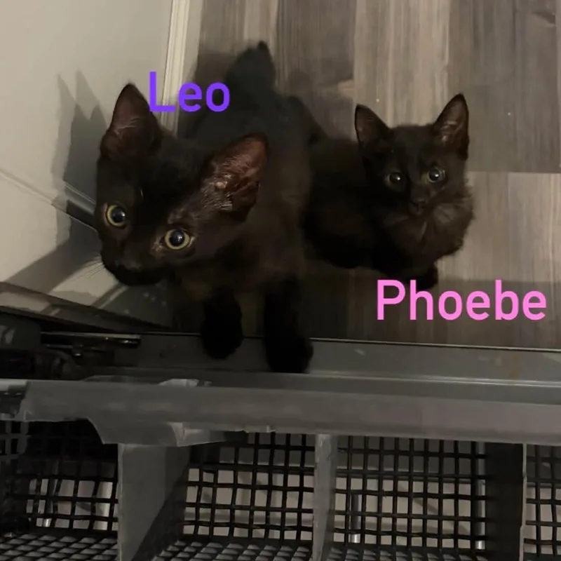 A baby medium-sized male Black Domestic Short Hair cat named Leo for adoption in Beulaville, NC