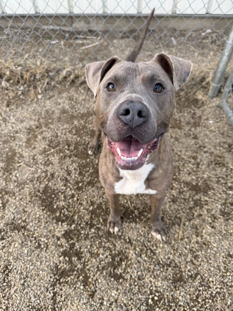 An adult medium-sized male Brindle Pit Bull Terrier dog named Randy for adoption in Tremont, IL