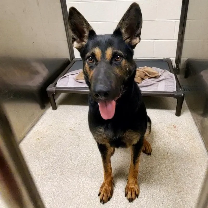 An adult large-sized female Black German Shepherd Dog dog named Amber for adoption in Novelty, OH