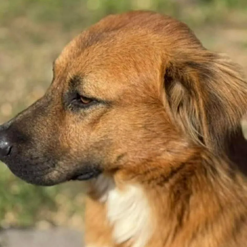 Benji