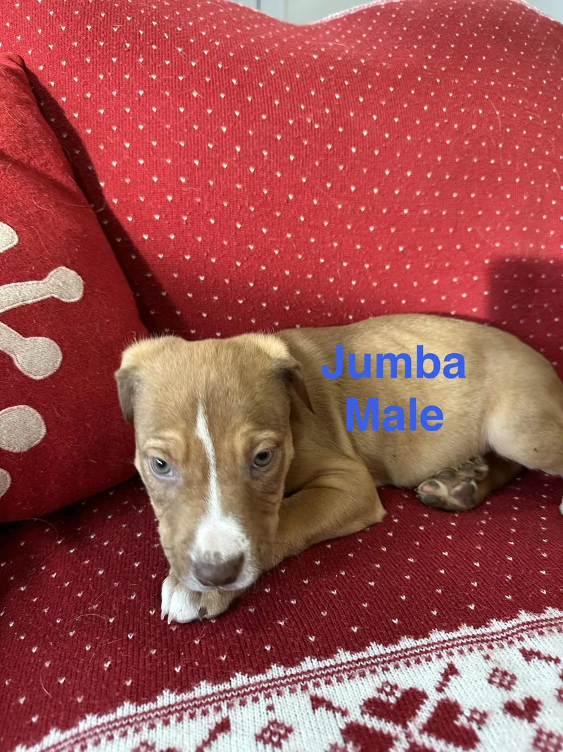 Jumba