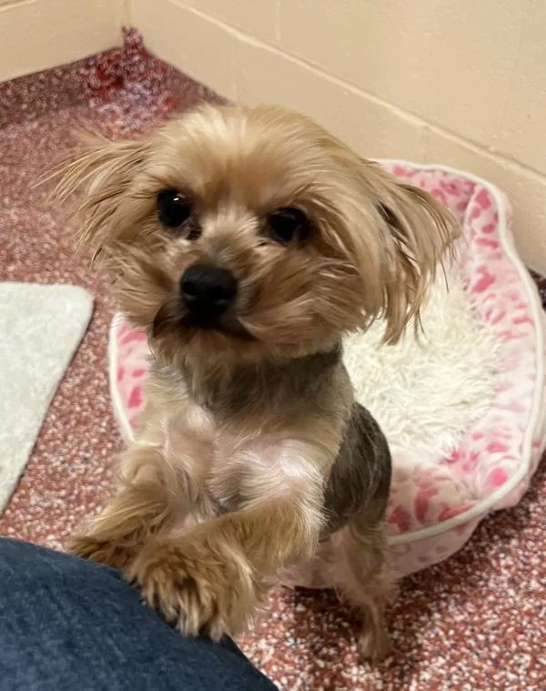 An adult small-sized female Yorkshire Terrier dog named Midge for adoption in Stratham, NH