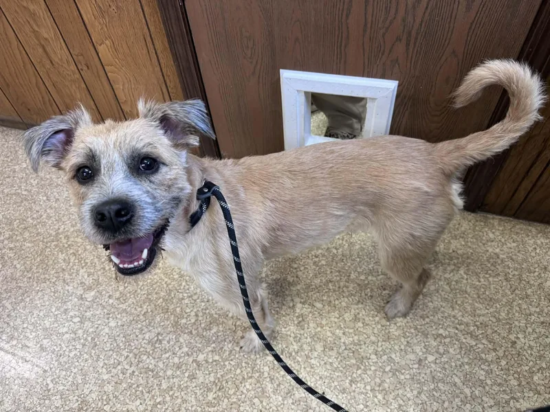 An adult medium-sized male Apricot / Beige Wheaten Terrier dog named Reggie for adoption in O Fallon, IL