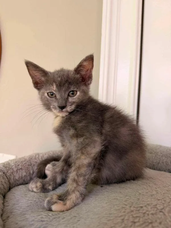 A young medium-sized female Dilute Calico cat named Snickerdoodle for adoption in Knoxville, TN