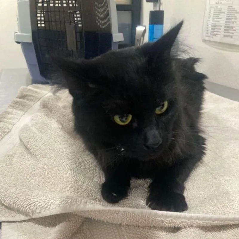 An adult medium-sized female Black Domestic Medium Hair cat named Robyn for adoption in Lake Havasu City, AZ