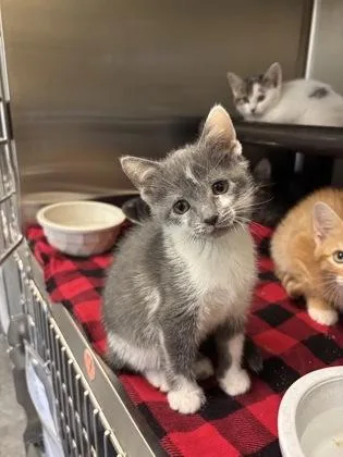 A baby small-sized male Domestic Short Hair cat named Gandalf for adoption in Independence, MO