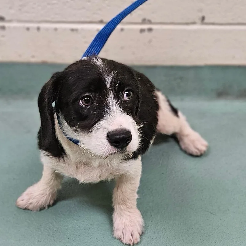 An adult small-sized female Black Mixed Breed dog named Trina for adoption in Memphis, TN