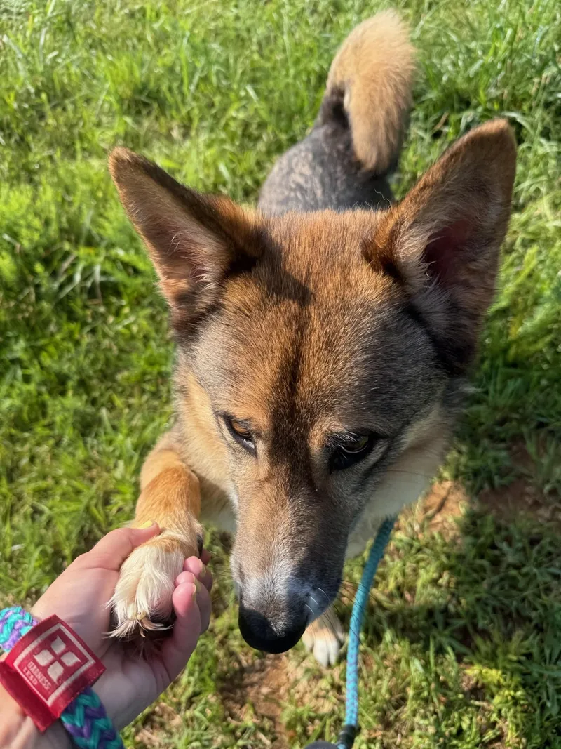An adult large-sized male Golden Shepherd dog named JimmyCOMING SOON for adoption in Nashville, TN