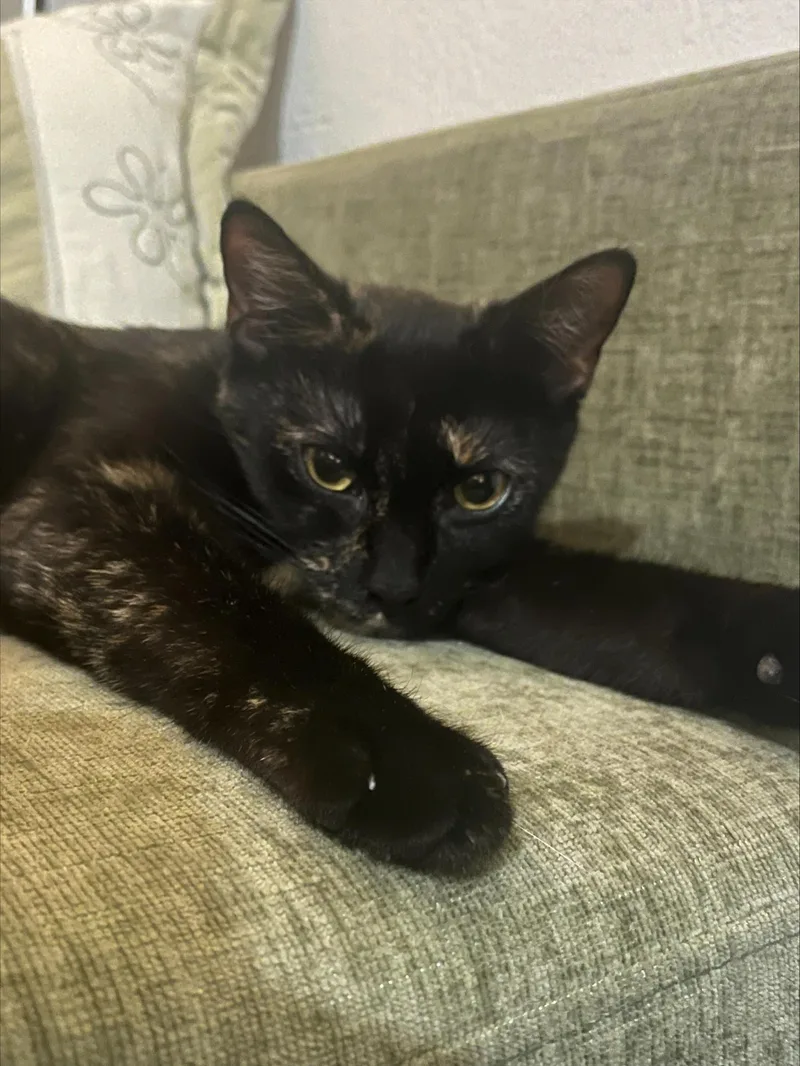 A baby medium-sized female Tortoiseshell Domestic Short Hair cat named Roxie for adoption in Springfield, OR