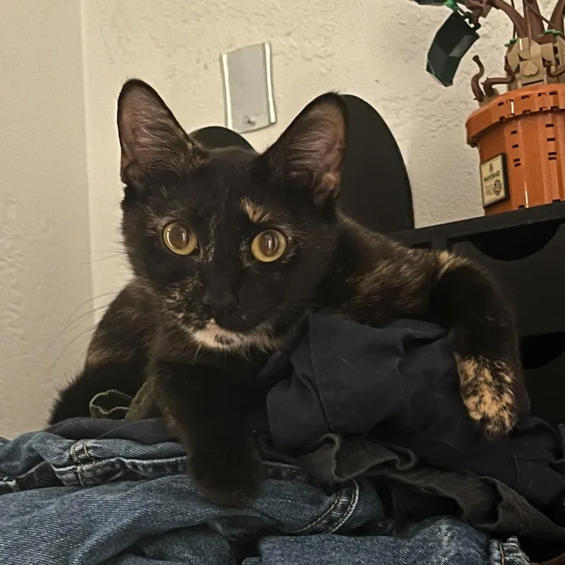 Roxie thumbnail 4
