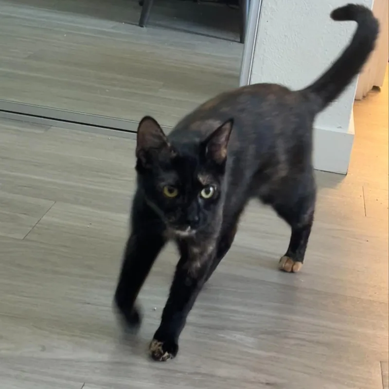 Roxie thumbnail 5