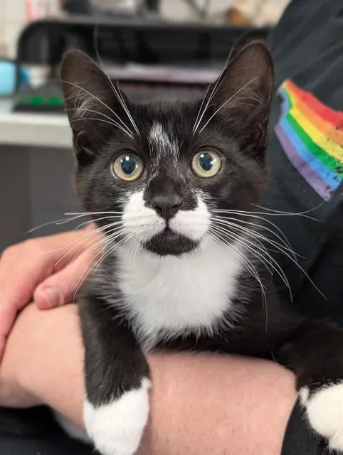 A baby small-sized male Domestic Short Hair cat named Simmons for adoption in Canfield, OH