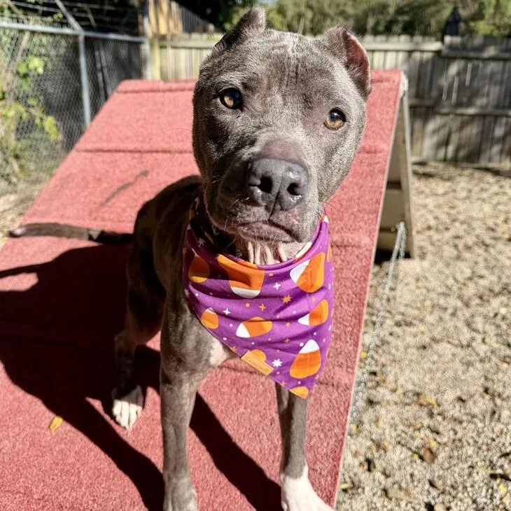 An adult medium-sized female Gray / Blue / Silver Pit Bull Terrier dog named Lexie for adoption in Dayton, OH