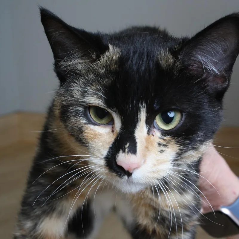 A young medium-sized female Calico American Shorthair cat named Sumaya C for adoption in Minnetonka, MN
