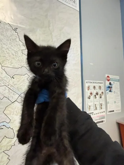A baby small-sized female Domestic Medium Hair cat named Mystique for adoption in San Jose, CA