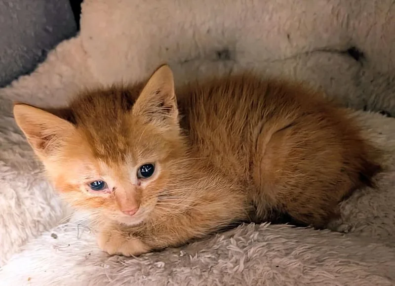 A baby medium-sized male Domestic Short Hair cat named Lana for adoption in Johnson City, TN