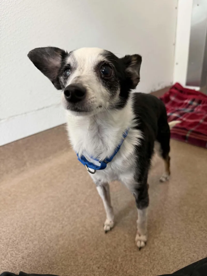 A senior small-sized male Black Chihuahua dog named Ashton for adoption in Chambersburg, PA