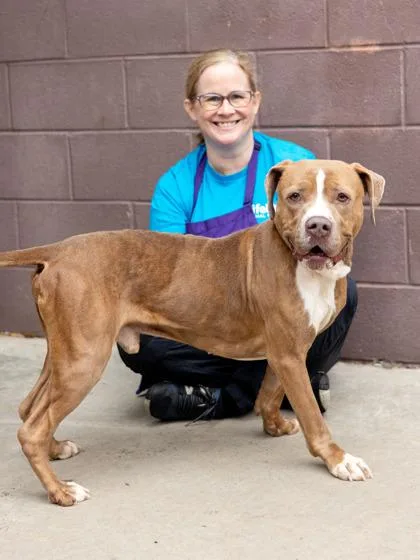 An adult large-sized male Mixed Breed dog named Soprano for adoption in Chamblee, GA