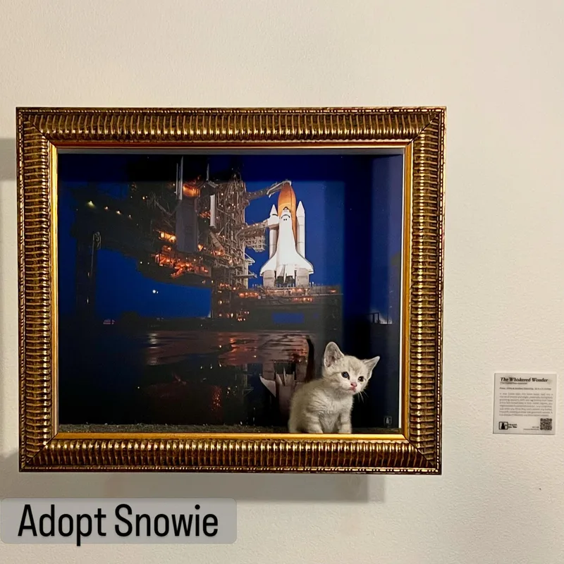 A baby small-sized female Siamese cat named Snowy for adoption in Los Angeles, CA