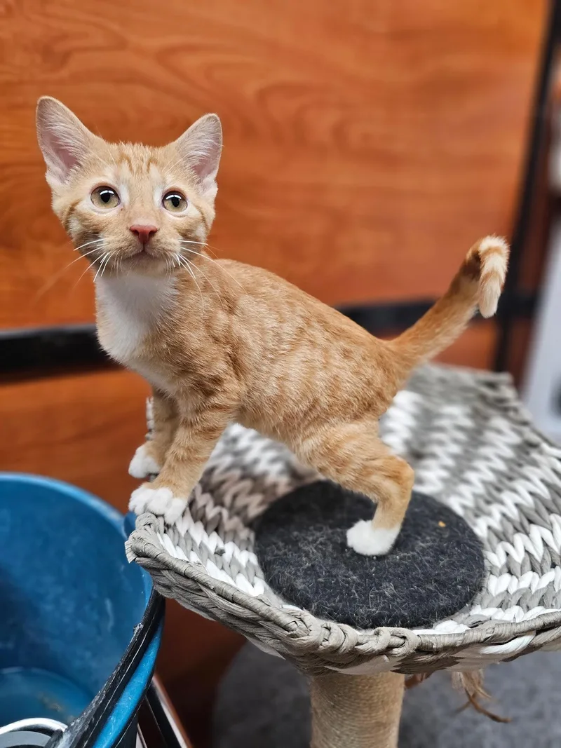 A baby medium-sized male Orange & White Domestic Short Hair cat named Thaddeus for adoption in Social Circle, GA