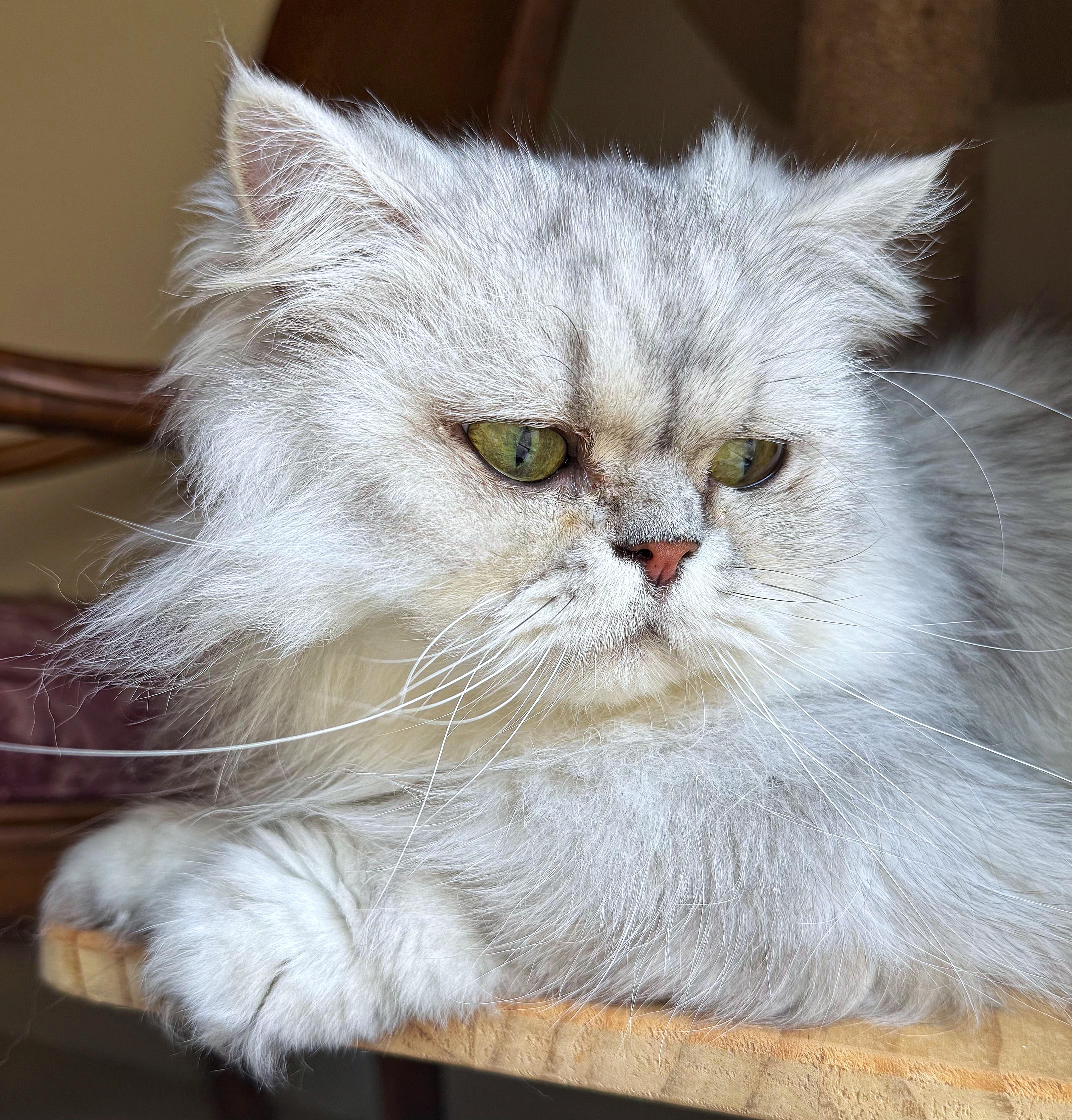 A young medium-sized male Tabby (Gray / Blue / Silver) Persian cat named Lancelot for adoption in Converse, TX