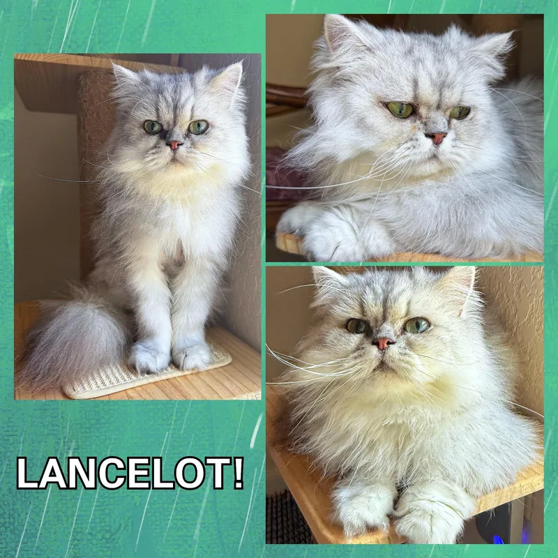 Lancelot thumbnail 2