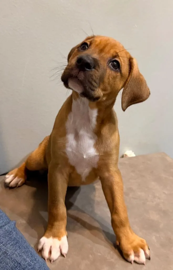 Gracie