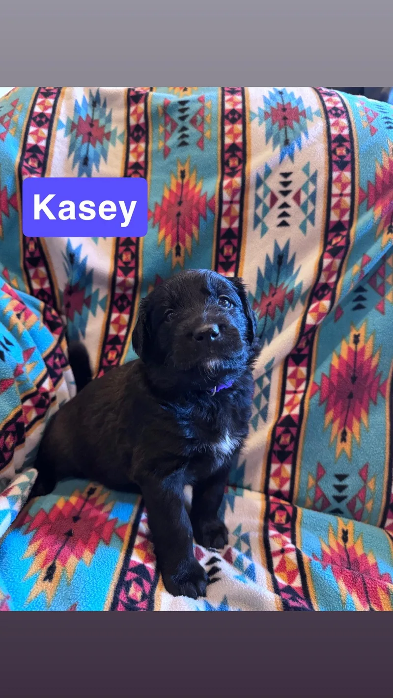 Kasey