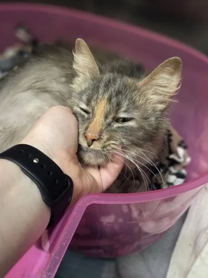 A young small-sized female Domestic Long Hair cat named Patty Cake for adoption in Westland, MI
