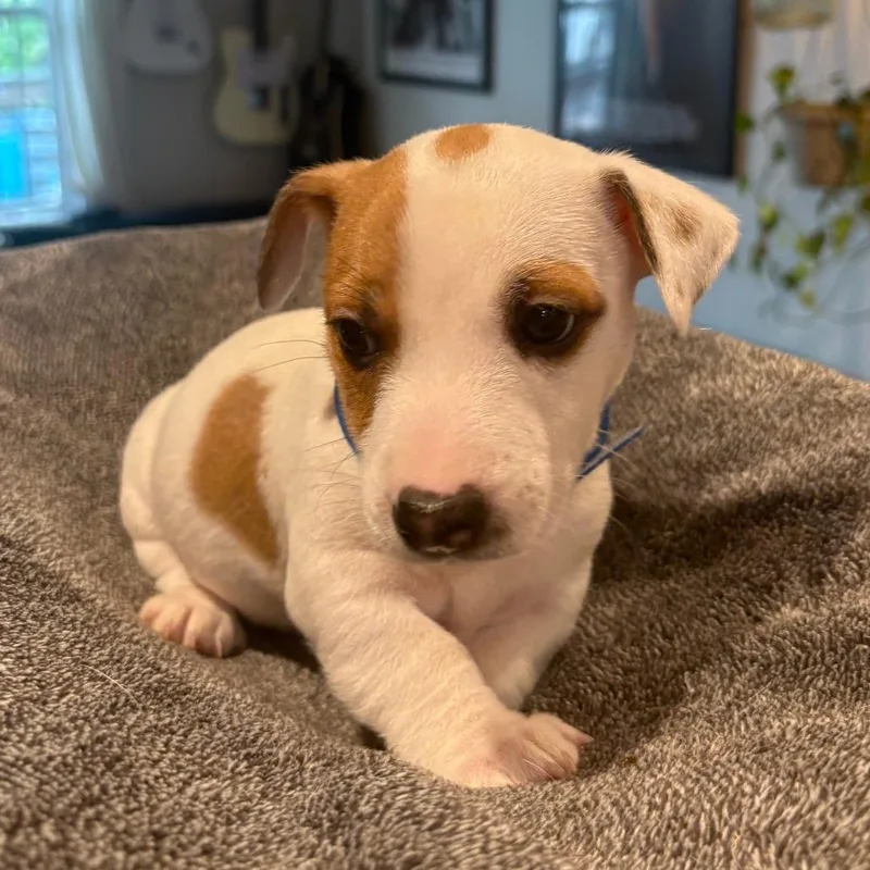 A baby small-sized male White / Cream Jack Russell Terrier dog named Bolt for adoption in Staten Island, NY