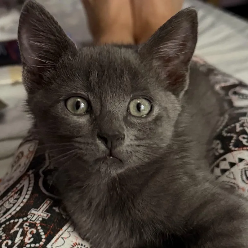 A baby small-sized male Gray / Blue / Silver Domestic Short Hair cat named Young Wizard for adoption in Fredericksburg, VA