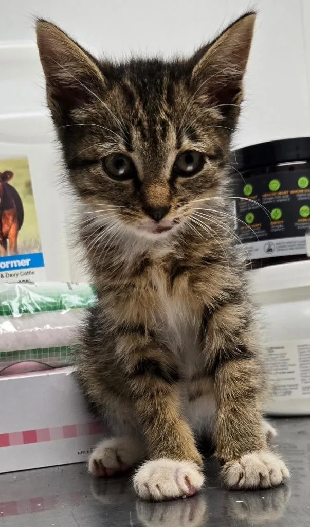 A baby medium-sized female Domestic Short Hair cat named Clover for adoption in Mount Gilead, NC