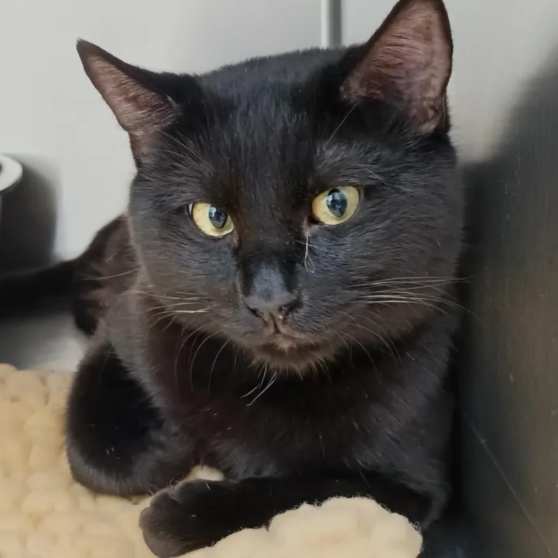 A young large-sized male Black Domestic Short Hair cat named Shadow for adoption in Valley, AL