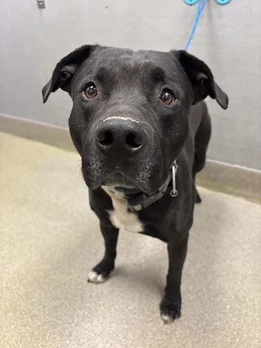 An adult large-sized male Pit Bull Terrier dog named Kristoff for adoption in Las Vegas, NV
