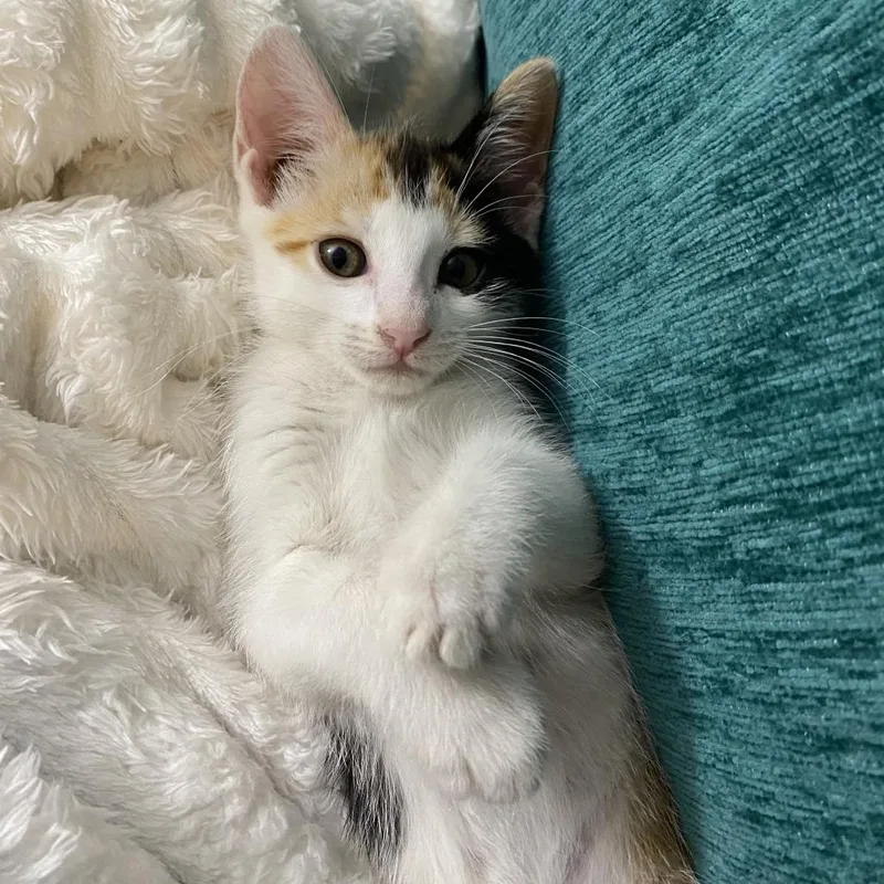 A baby small-sized female Domestic Short Hair cat named Wallie for adoption in Cumming, GA