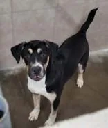 A young medium-sized male Black Mixed Breed dog named Dusty for adoption in Portsmouth, OH