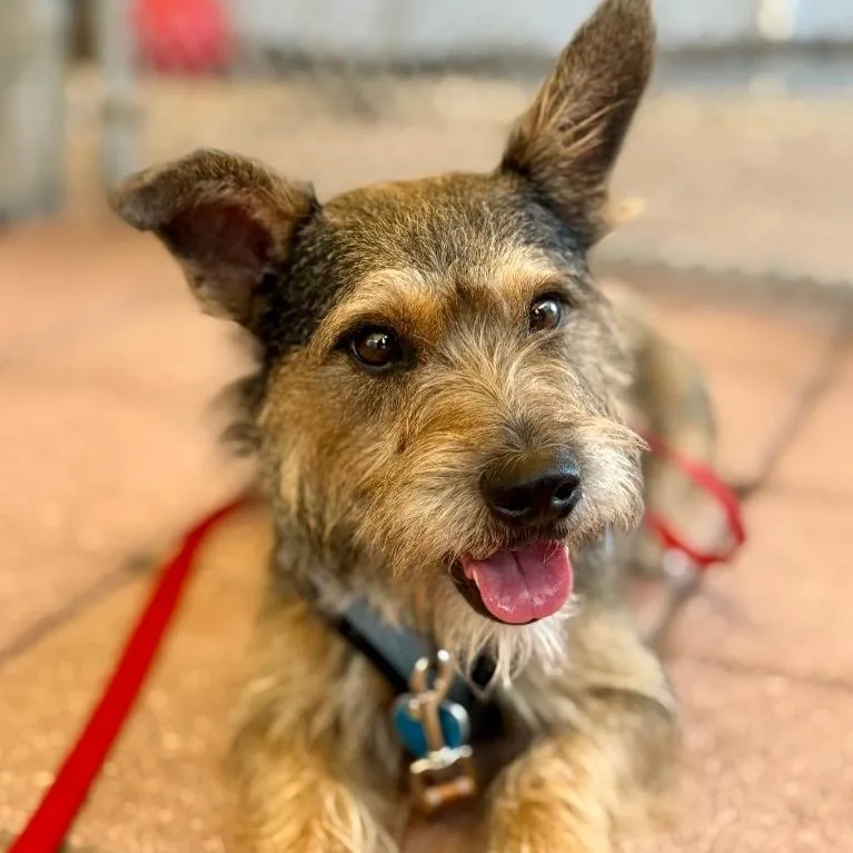 An adult small-sized male Brown / Chocolate Terrier dog named Ringo for adoption in Fort Lauderdale, FL