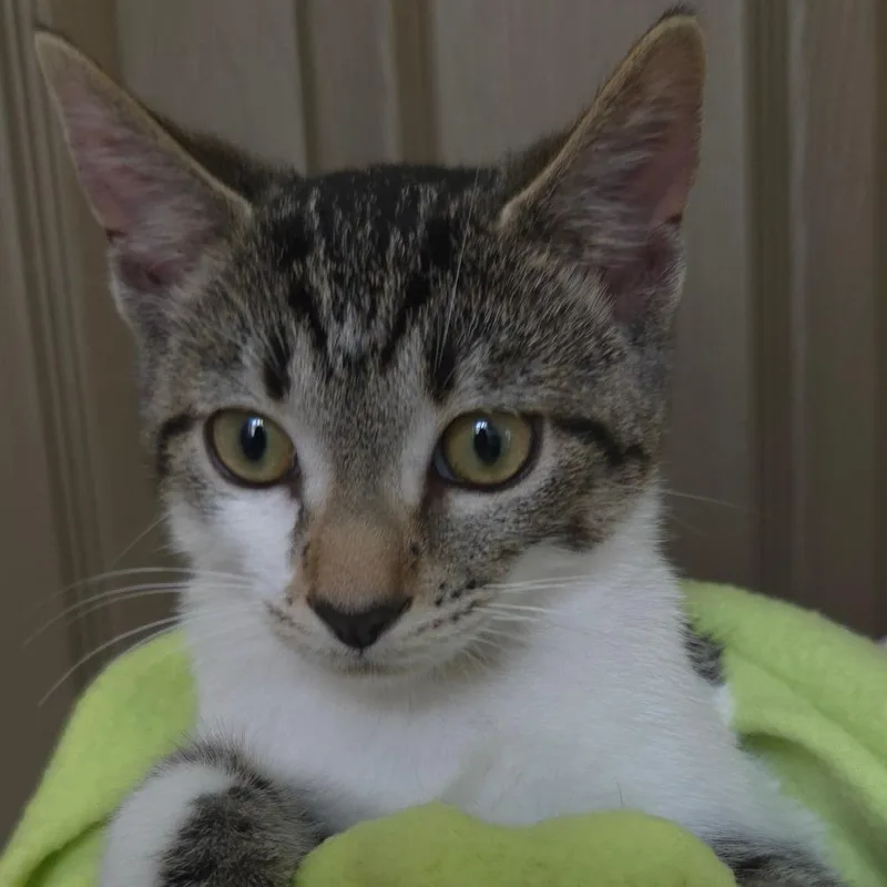 A baby small-sized male Brown / Chocolate Domestic Short Hair cat named Donovan for adoption in Jessup, MD