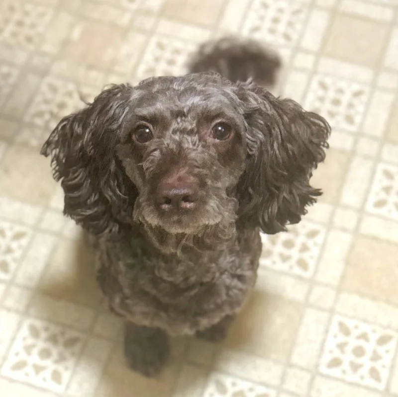 Brownie thumbnail 4