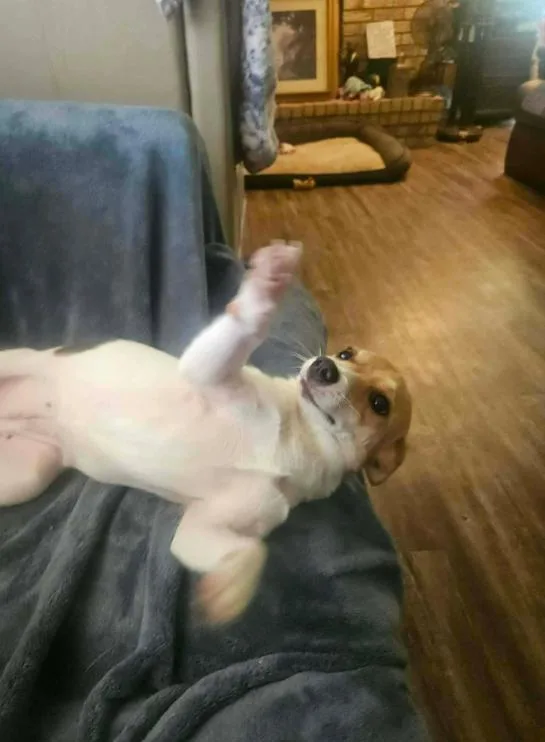A young small-sized female Chihuahua dog named Pea Pie in LA for adoption in Cranston, RI