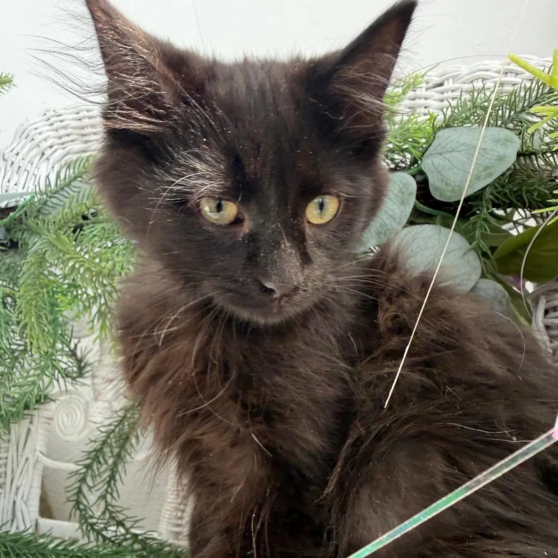 A baby small-sized male Black Domestic Medium Hair cat named Icon Mojet for adoption in Eaton Rapids, MI