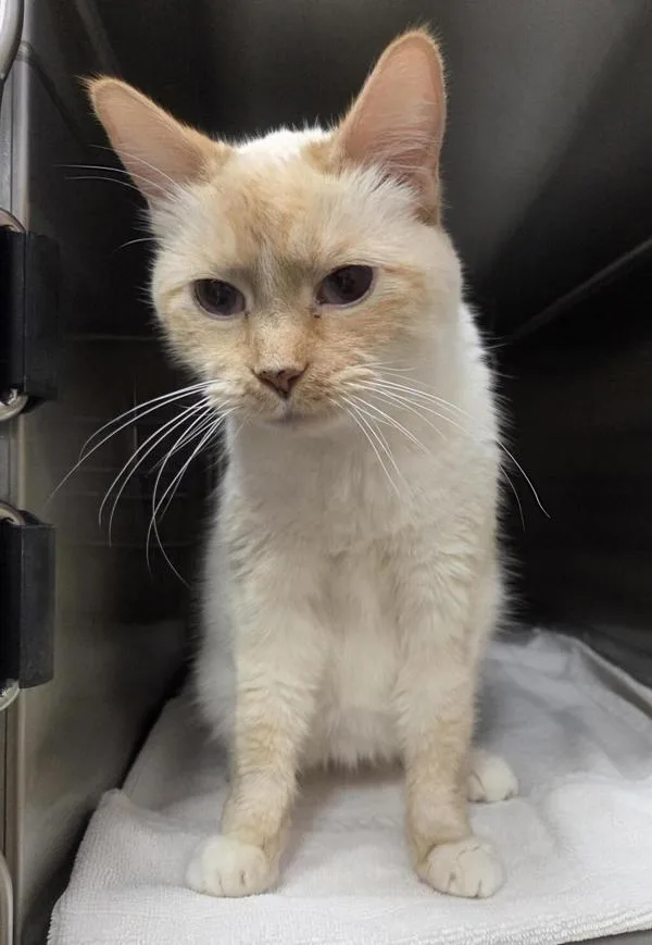 A senior small-sized female Siamese cat named Puff for adoption in Vancouver, WA
