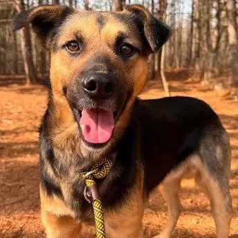 An adult medium-sized male Sable Hound dog named Mozart for adoption in Calverton, NY