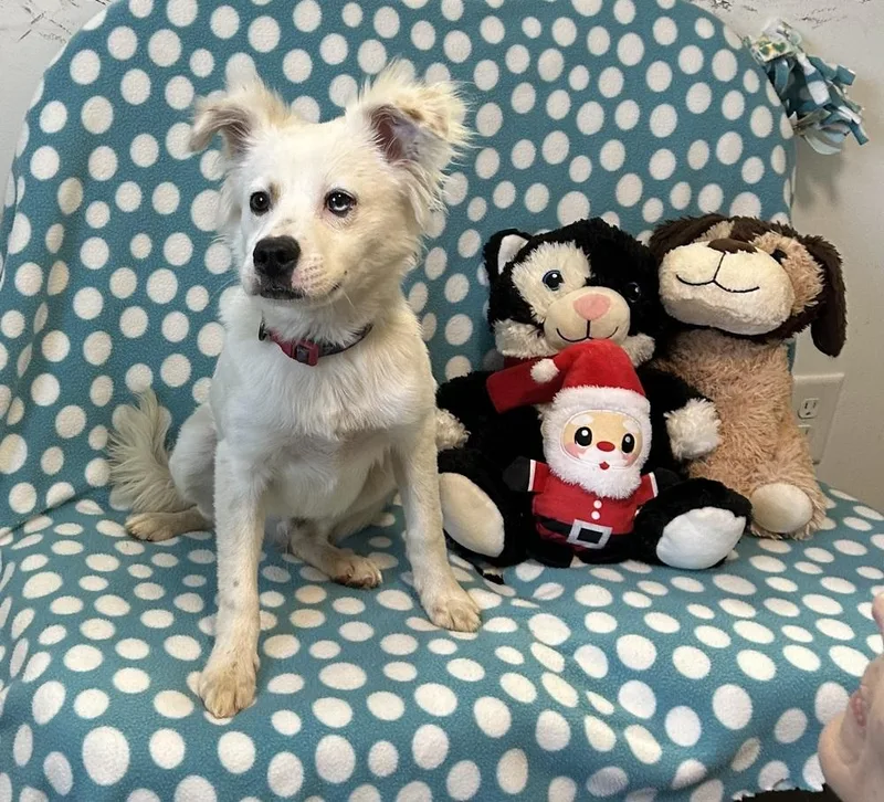 A young small-sized male American Eskimo Dog dog named Ceelo for adoption in Cedartown, GA