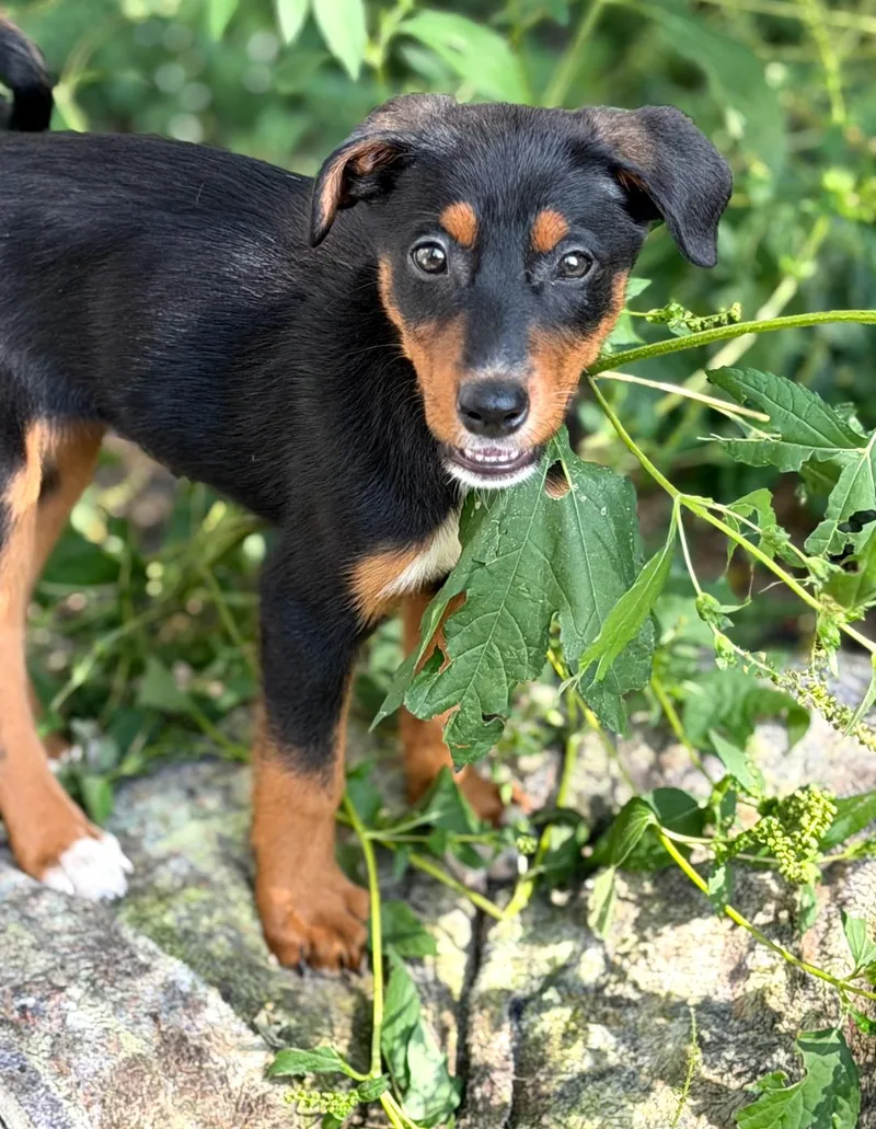 A baby large-sized female Doberman Pinscher dog named Blair for adoption in Buffalo, MN