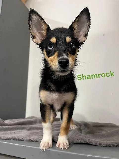 Shamrock