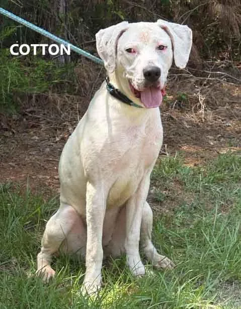 An adult medium-sized female White / Cream Pointer dog named Cotton for adoption in Washington, GA