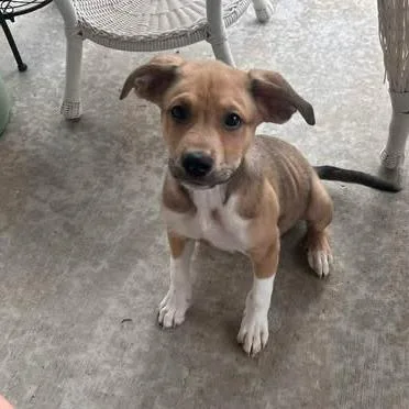 Koa